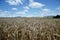 Ripening yellow wheat ears on field at summer time. Golden wheats Triticum spikelets with blue cloudy sky background