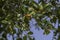 Ripening Ziziphus spina-christi Fruits among leaves close-up. Israel