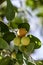 Ripening Ziziphus spina-christi Fruits among leaves close-up. Israel