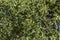 Ripening Ziziphus spina-christi Fruits among leaves close-up. Israel