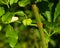 Riping fruit on European or common spindle, Euonymus europaeus, close-up with bokeh, selective focus, shallow DOF