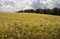 Riping grain on field in summer