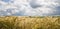 Riping grain on the fields in summer sun