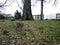 Rippavilla Plantation slave cemetery 2020 worn unreadable grave marker hollow tree