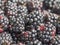 Ripped blackberries