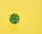 A ripped hole in yellow textured background, cactus flower pot, concept of rupted paper with copy space. Long width side banner