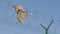 Ripped shirt hangs on a razor wire fence erected to keep immigrants away. high barrier with barbed wire in the background of the e