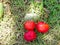 Ripped surinam cherries on grass ground