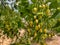 Ripping fruits of Azadirachta indica Neem tree on the branch