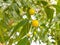 Ripping fruits of Azadirachta indica Neem tree on the branch