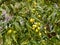 Ripping fruits of Azadirachta indica Neem tree on the branch