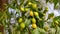 Ripping fruits of Azadirachta indica Neem tree on the branch