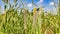 Ripping millet crop field with blue sky