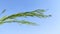 Ripping pods of mustard crop with blue sky