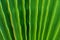 Rippled Accordion Pleated Palm Leaf Tree as Natural Pattern Background. Vibrant Green Color. Trendy Style. Tropical Vacation Trave