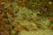 Ripples of water in a poorly maintained garden pond littered with leaves and algae overgrowth