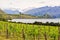 Rippon Vineyard - Wanaka