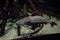 Ripsaw Catfish Oxydoras niger