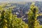 Riquewihr village from across vineyard, France