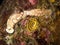 Risbecia pulchella, Nudibranch and their eggs