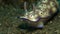 Risbecia tryoni nudibranch