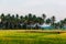 Rise fields with coconut palms. Tropical landscape