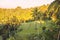 Rise terraces with tropical coconut palms in Bali and morning light