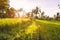 Rise terraces and tropical coconut palms in Bali at sunrise light