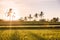 Rise terraces and tropical coconut palms in Bali at sunrise light and volcano