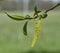 Risen blooming inflorescences male flowering catkin or ament on a Salix alba white willow in early spring. Collect pollen from flo