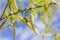 Risen blooming inflorescences male flowering catkin or ament on a Salix alba (white willow) in early spring before the leaves. Col