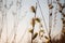 Risen blooming inflorescences male flowering catkin or ament on a Salix alba white willow in early spring before the leaves. Colle