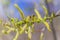 Risen blooming inflorescences male flowering catkin or ament on a Salix alba white willow in early spring before the leaves. Colle