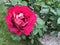 Rish rosy rose flower