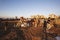 RISHON LE ZION, ISRAEL-MAY 11, 2017: Elementary school kids in festive Lag Baomer bonfires in Rishon Le Zion, Israel.