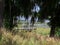 Rising lake water seen through the spanish moss