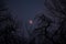 The rising moon seen among the branches of the trees during winter season