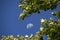 Rising moon surrounded by plane tree leaves