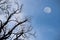 Rising moon and tree