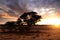 The rising sun with camel thorn tree, near Mata-Mata, Kgalagadi Transfrontier National Park , South Africa