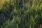 Rising sun in the morning shines on the leaves of grass with dew drops along the dike of the Hollandsche IJssel at park Hitland