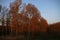 Rising sun in the morning shines on the trees along the dike of the Hollandsche IJssel at park Hitland