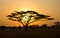 Rising Sun shinning through an Acacia Tree