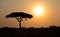 Rising Sun shinning with single Acacia tree