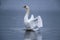 Rising Swan on rippled Lake