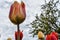 Rising Tall to the springtime sky a beautiful variegated tulip in Holland Michigan