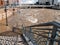 Rising water, Truckee River in Reno, Nevada