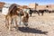 Rissani market in Morocco and the parking of donkeys and mules.