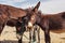 Rissani, Morocco - Oct 18, 2019: Rissani market in Morocco and the parking of donkeys and mules