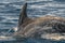 Risso dolphin in azores island